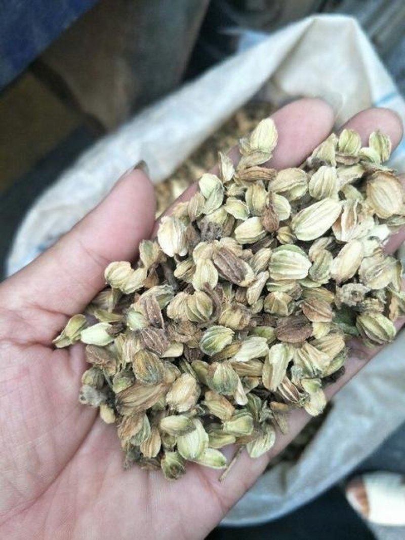 沙参种子新采北沙参籽发芽率高提供种植技术