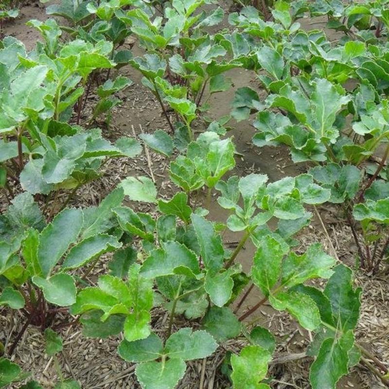 沙参种子新采北沙参籽发芽率高提供种植技术