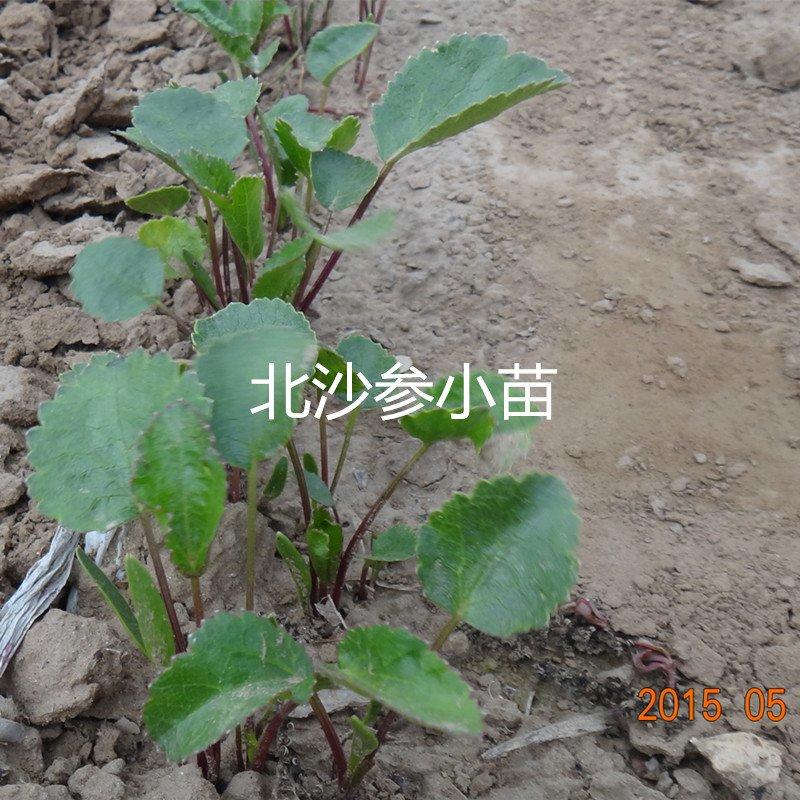 沙参种子新采北沙参籽发芽率高提供种植技术