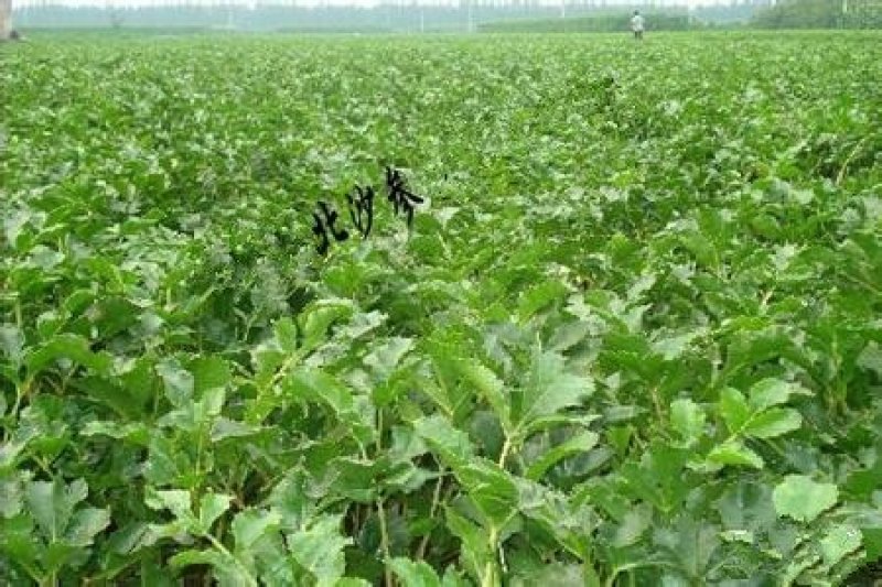 沙参种子新采北沙参籽发芽率高提供种植技术