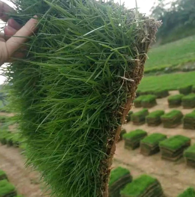 四季青草坪草皮马尼拉草皮高羊茅草皮质量非常好