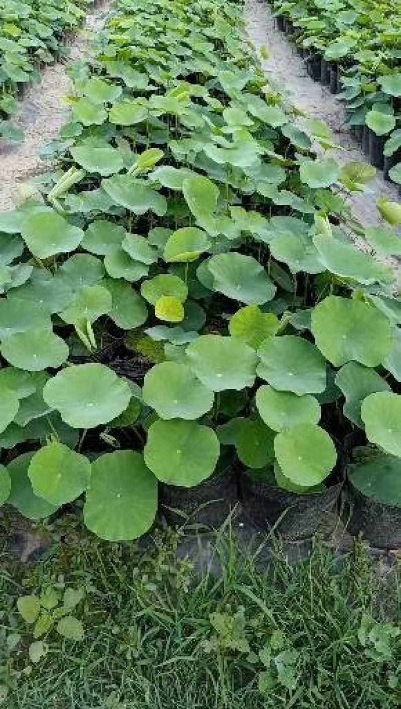 盆栽荷花，睡莲，芦苇，沉水植物，