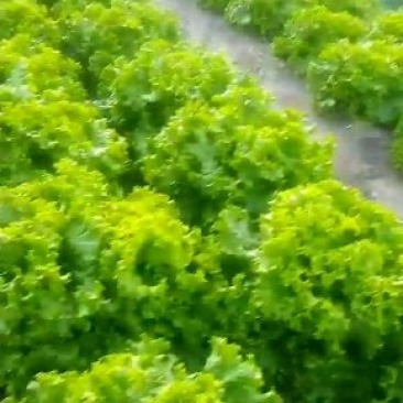 散叶生菜