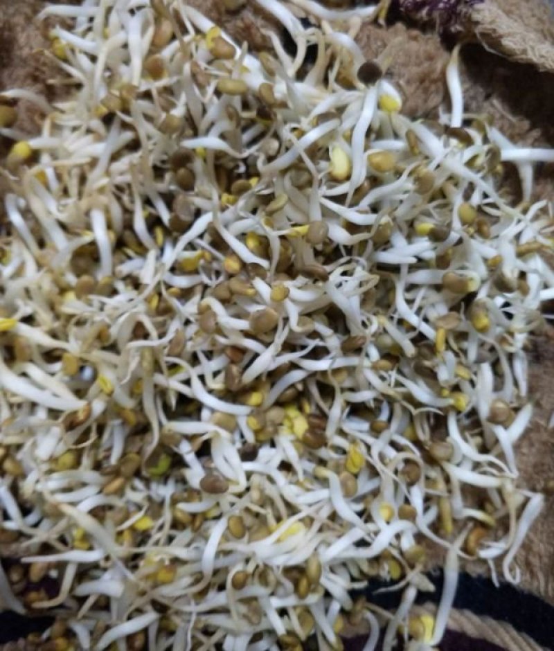 甘草种子当年新采甘草籽包发芽率免费提供种植技术