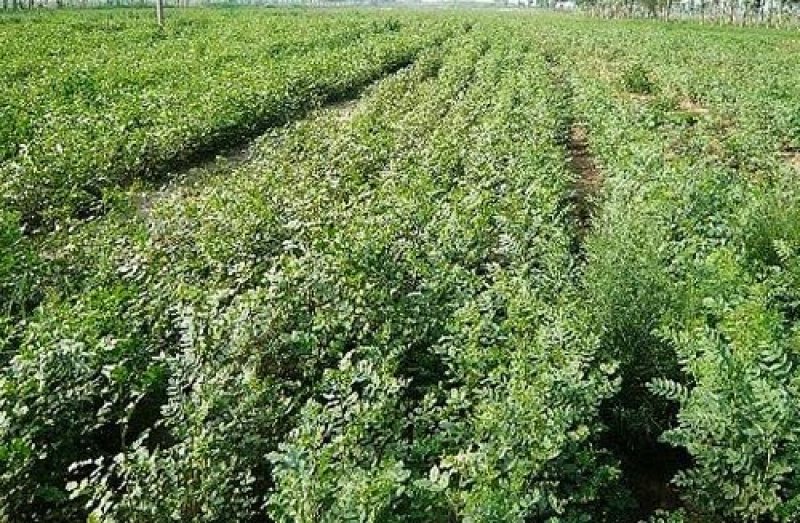 甘草种子当年新采甘草籽包发芽率免费提供种植技术