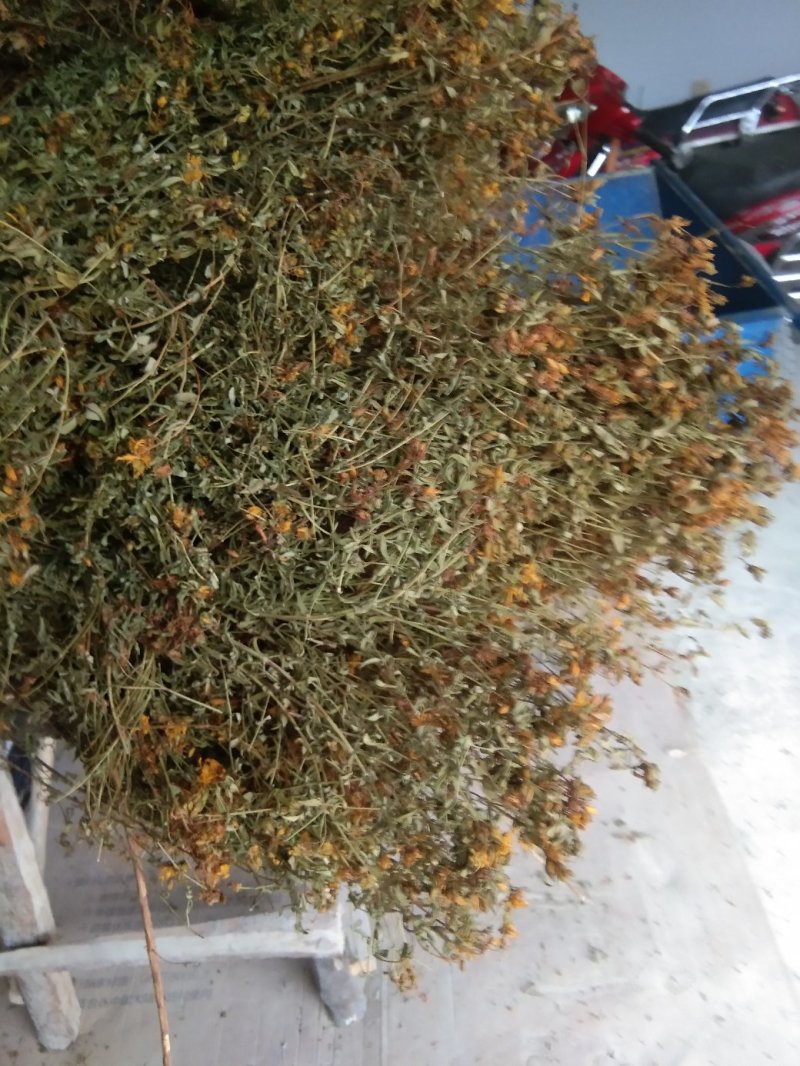 贯叶连翘