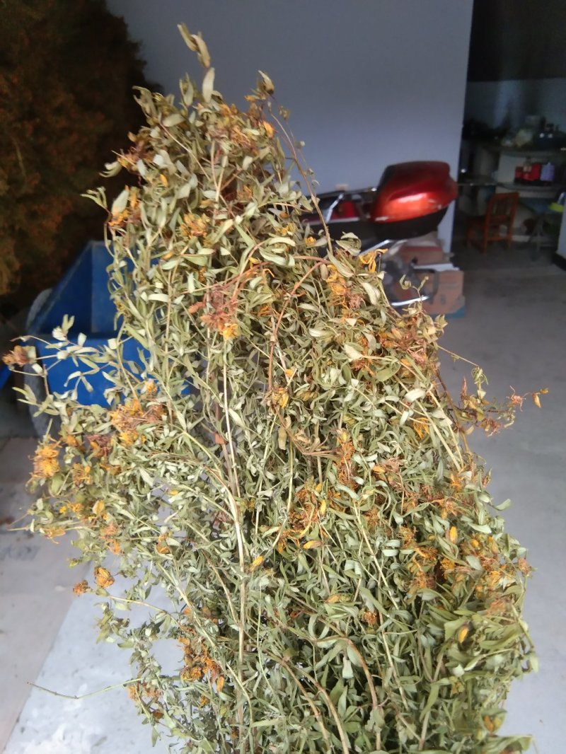 贯叶连翘