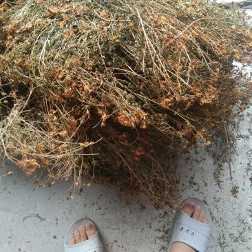 贯叶连翘