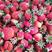 【草莓苗】正宗四季草莓苗高产一手货源提供技术