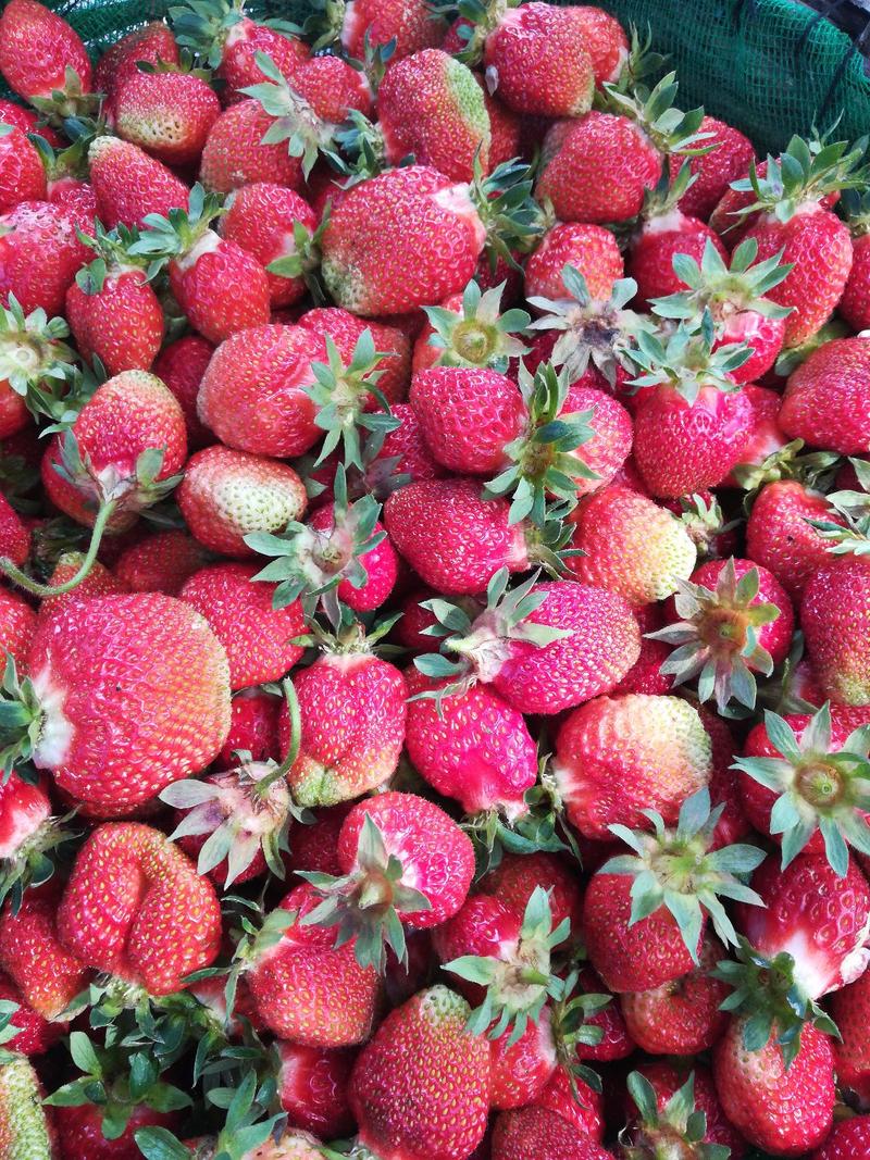 【草莓苗】正宗四季草莓苗高产一手货源提供技术