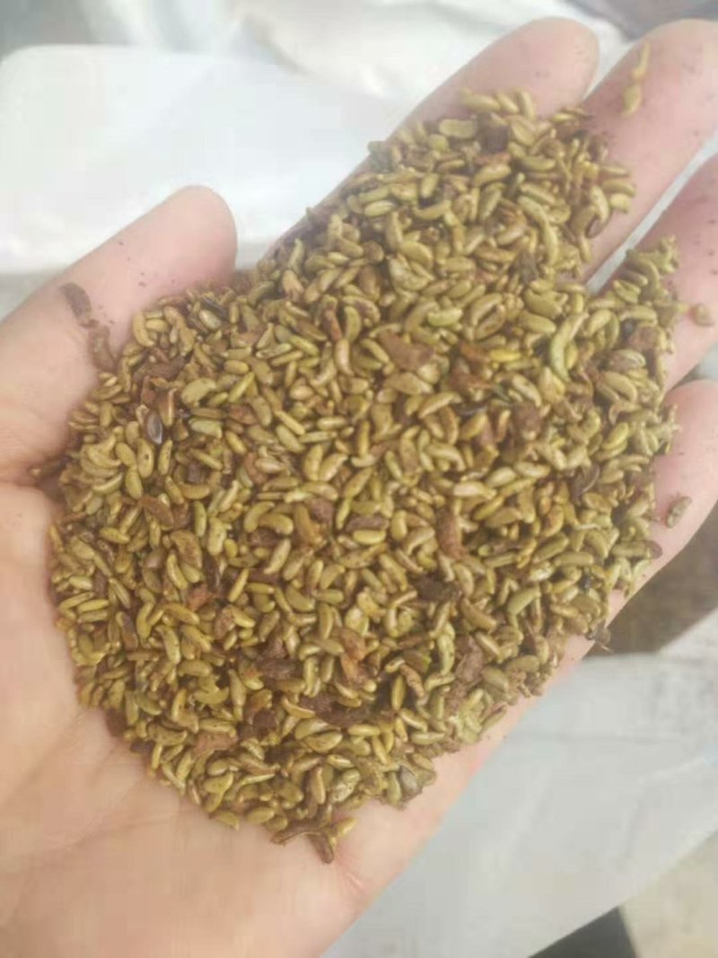 苗木种子草籽