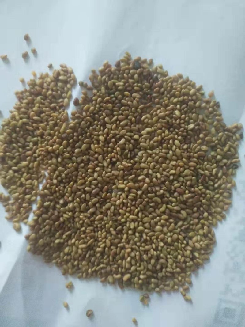 苗木种子草籽