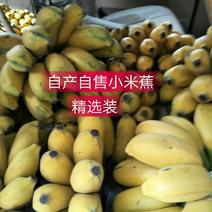 广西南宁香蕉自家种的小米蕉9斤净果包邮支持一件代发