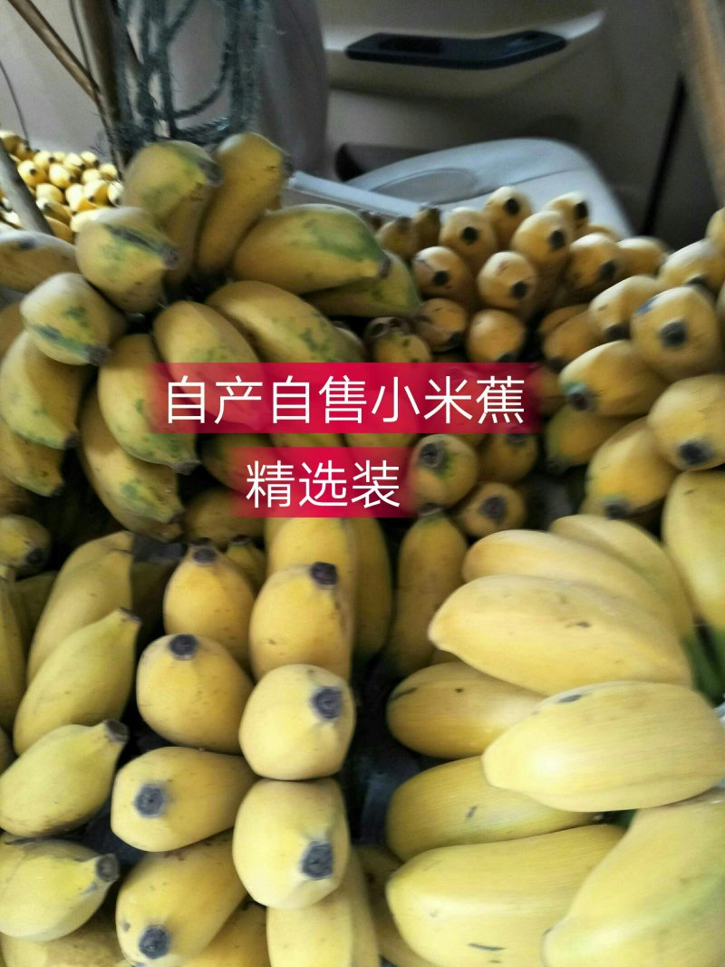 广西南宁香蕉自家种的小米蕉9斤净果包邮支持一件代发