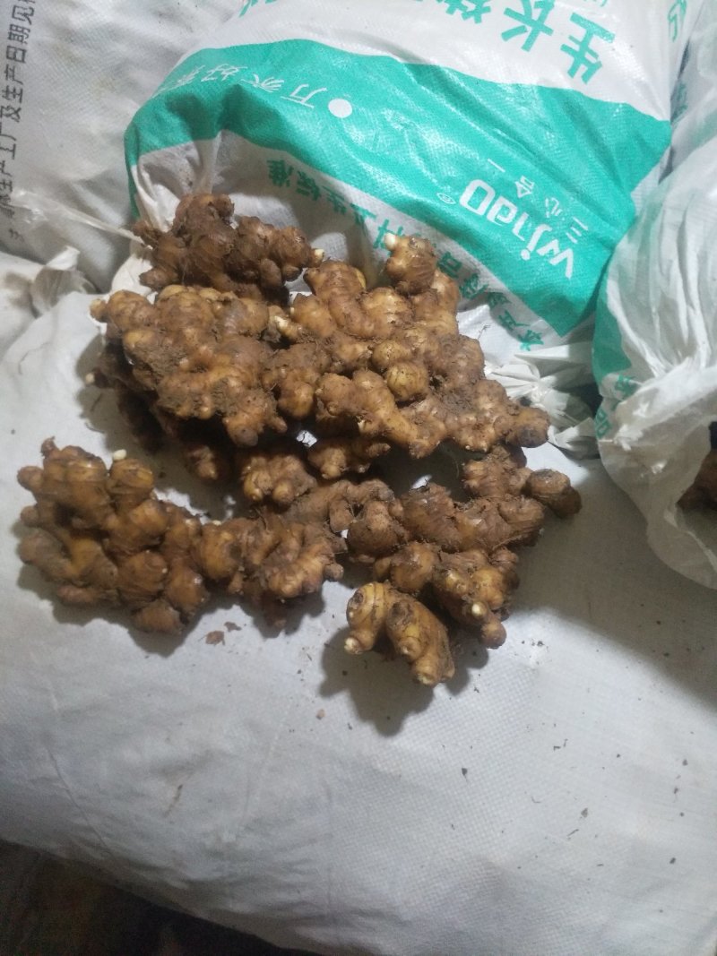 小黄姜云南小黄姜姜贵州小黄姜