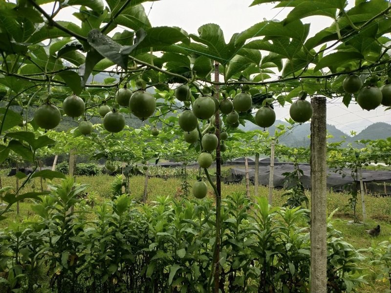 桂林龙胜高山百香果70~80g紫果