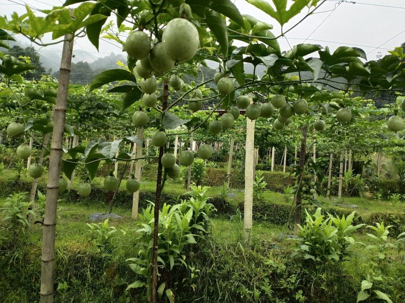 桂林龙胜高山百香果70~80g紫果