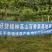 桂林龙胜高山百香果70~80g紫果