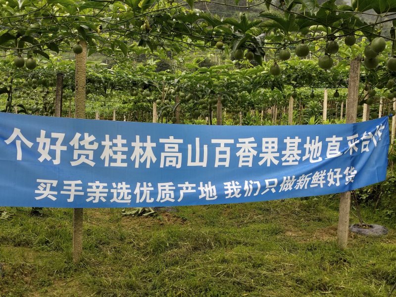 桂林龙胜高山百香果70~80g紫果