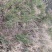 北纬38度野生中药材知母