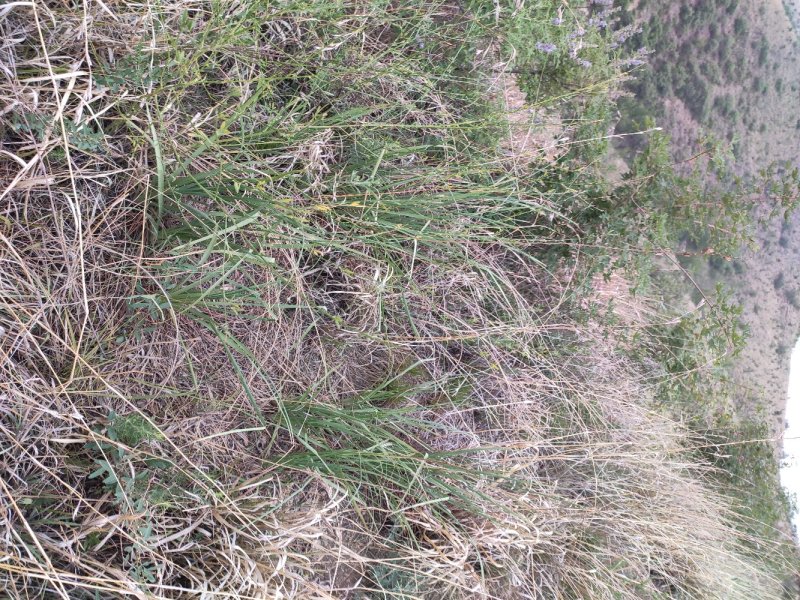 北纬38度野生中药材知母
