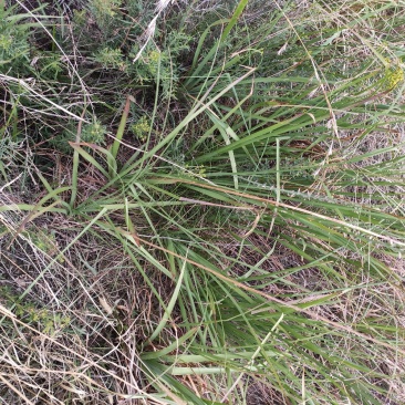北纬38度野生中药材知母