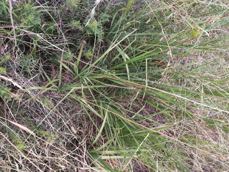 北纬38度野生中药材知母