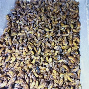 食用金蝉，中药金蝉花