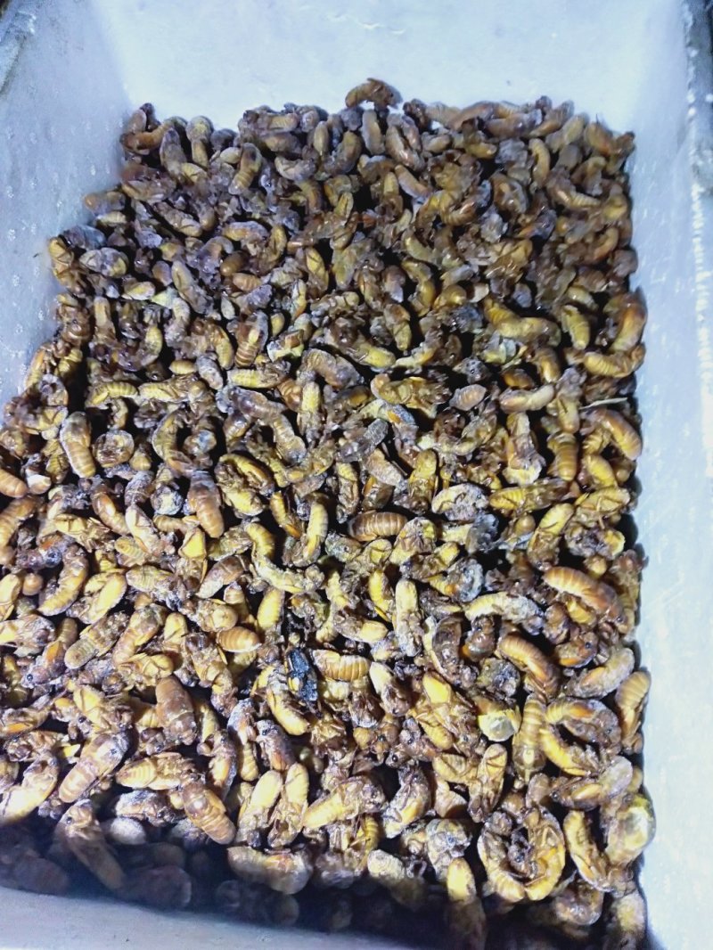 食用金蝉，中药金蝉花