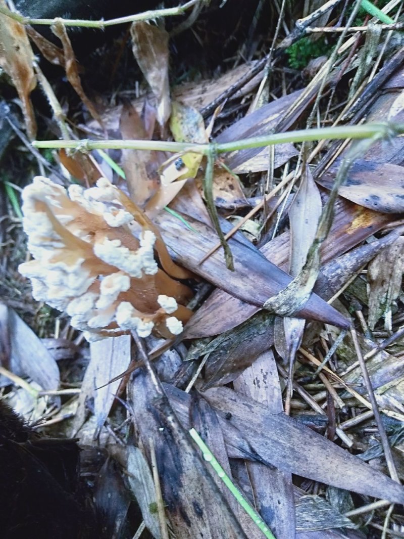 食用金蝉，中药金蝉花