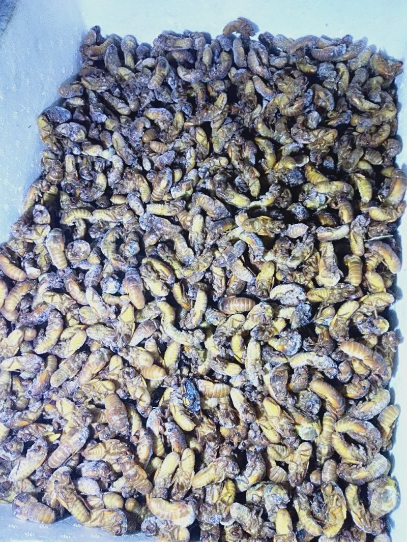 食用金蝉，中药金蝉花