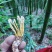 食用金蝉，中药金蝉花