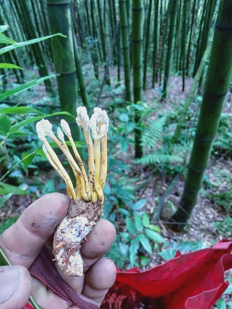食用金蝉，中药金蝉花