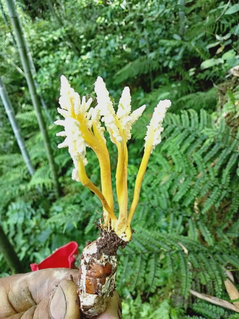 食用金蝉，中药金蝉花