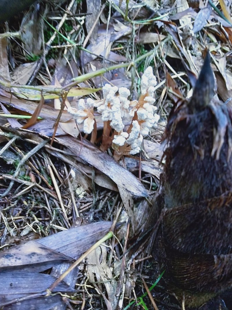 食用金蝉，中药金蝉花