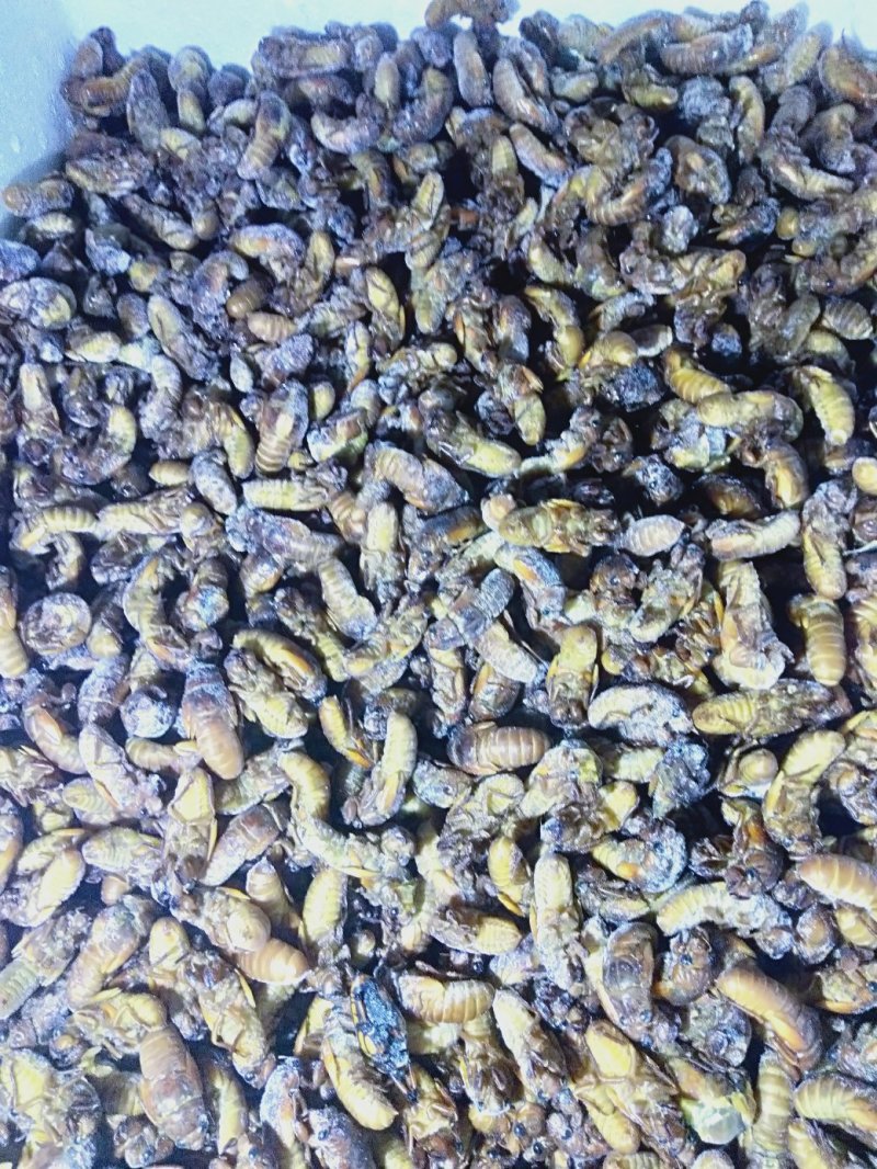 食用金蝉，中药金蝉花