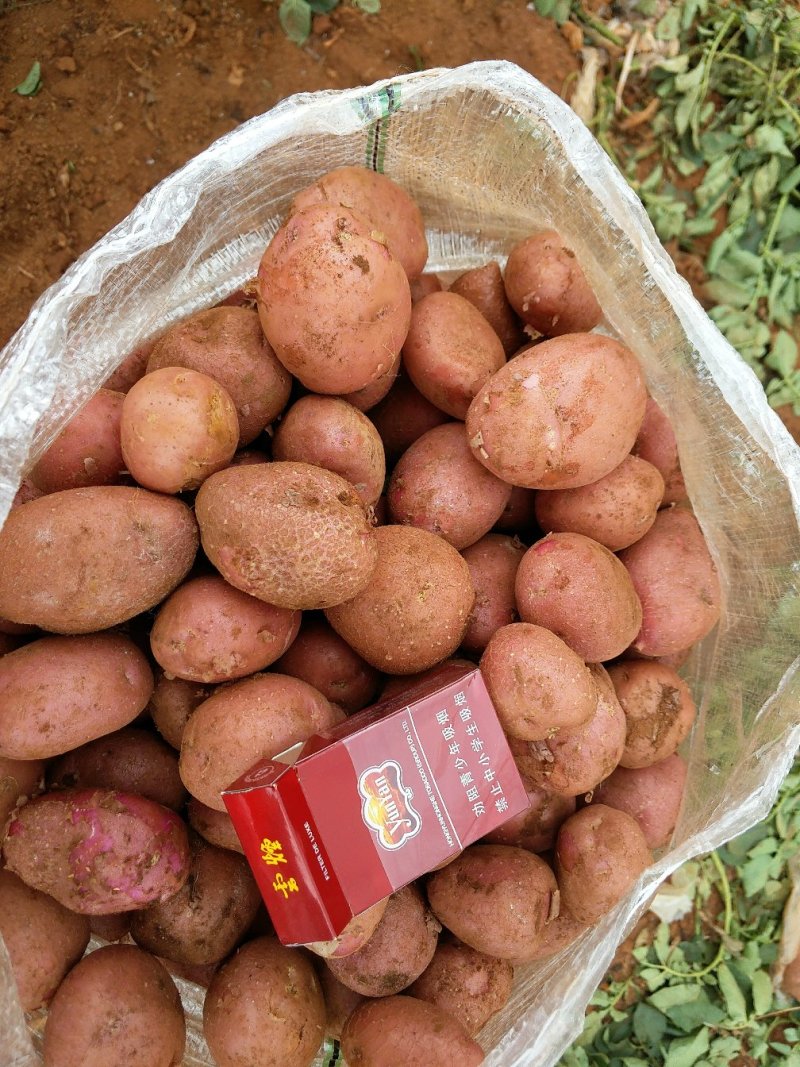 云南省昆明市寻甸县六哨乡青薯9号中货量大从优