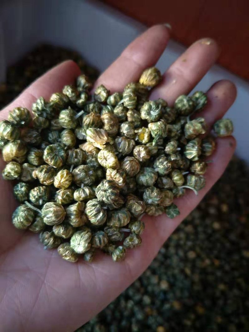 胎菊米苏胎菊产地直供可视频看货