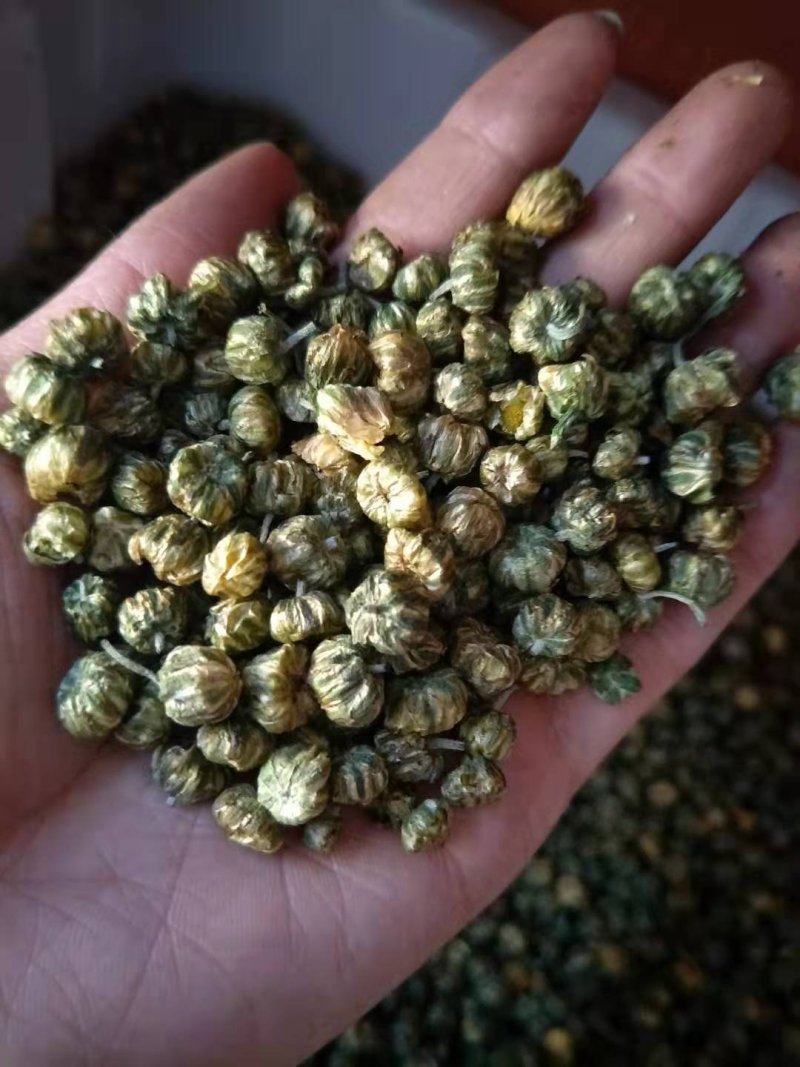 胎菊米苏胎菊产地直供可视频看货