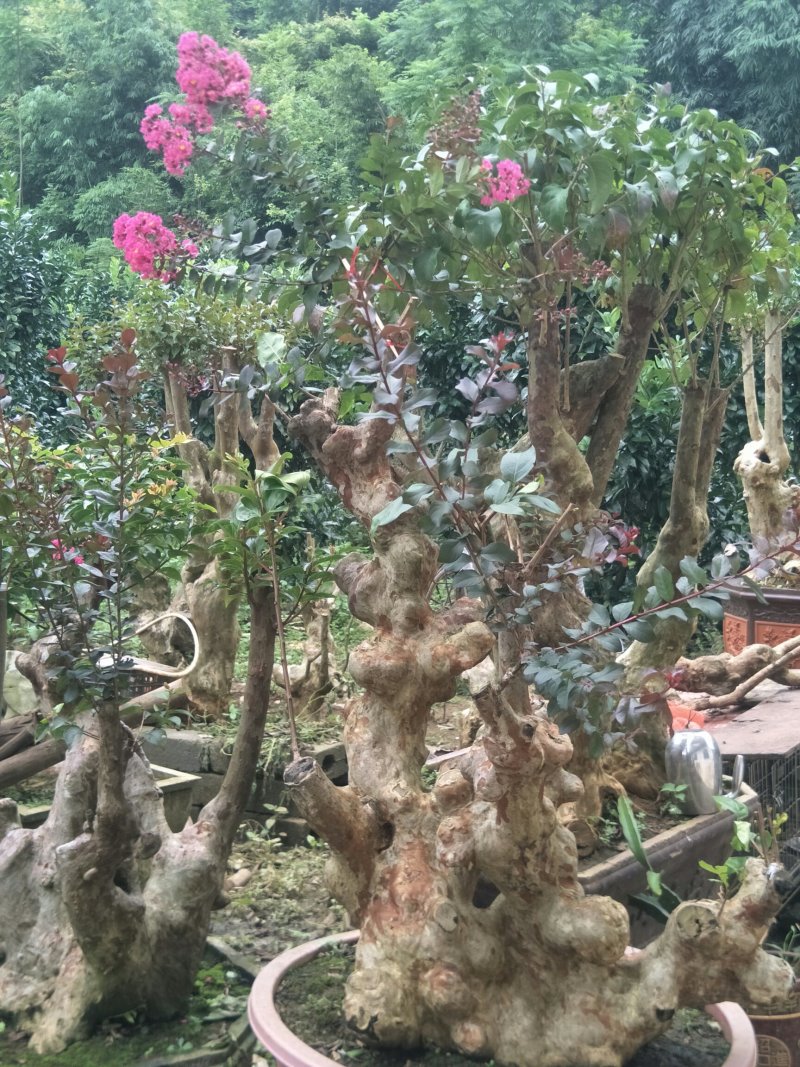 百年古树紫薇现在已经开花了