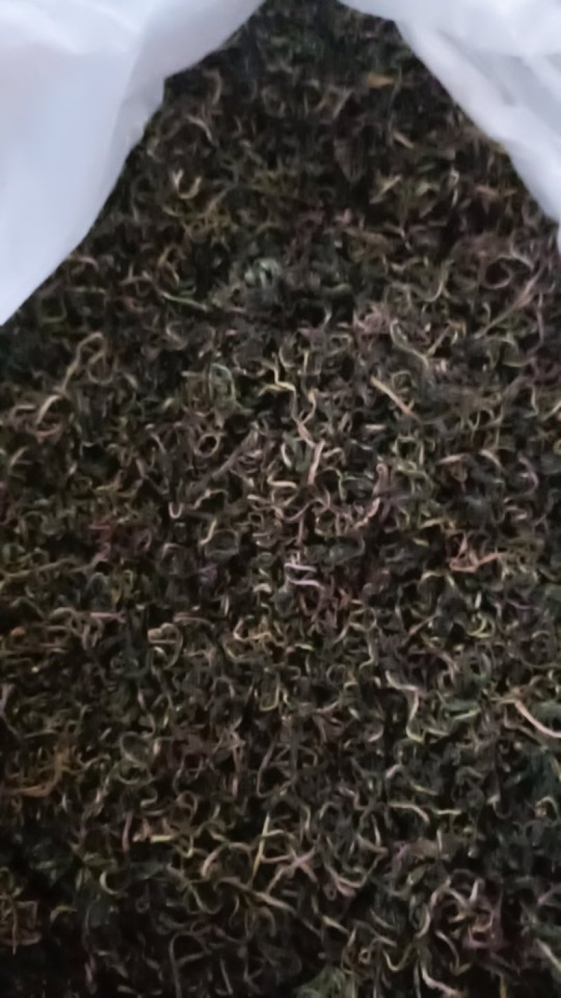蒲公英产地直供可视频看货质量保证大量批发零售
