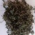 蒲公英产地直供可视频看货质量保证大量批发零售