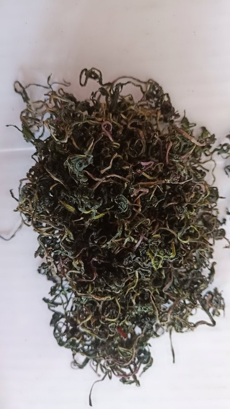 蒲公英产地直供可视频看货质量保证大量批发零售