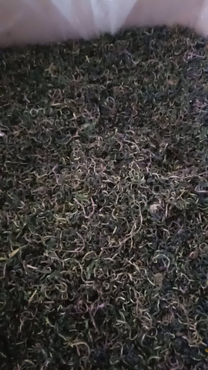 蒲公英产地直供可视频看货质量保证大量批发零售