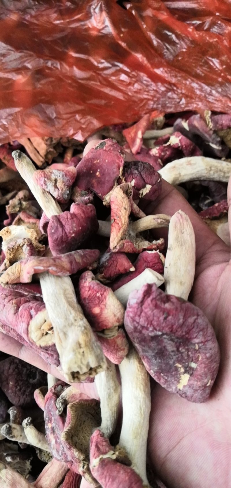湖北红菇大红菌干货野生菌干品