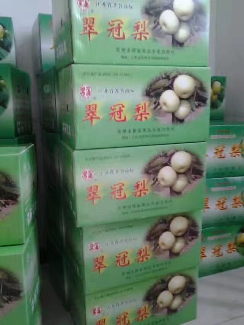 焦溪翠冠蜜梨大量上市啦