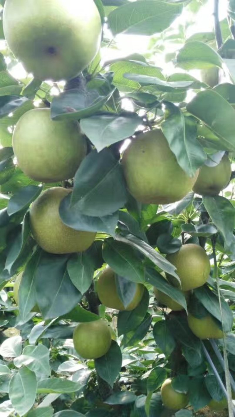 焦溪翠冠蜜梨大量上市啦