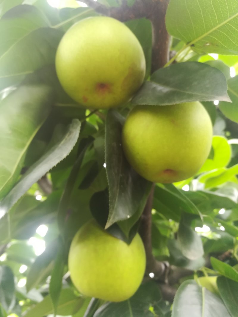 焦溪翠冠蜜梨大量上市啦