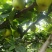 焦溪翠冠蜜梨大量上市啦