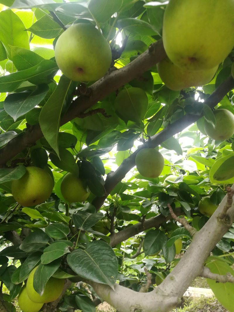 焦溪翠冠蜜梨大量上市啦